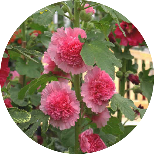 Stockros - Carnival Pink