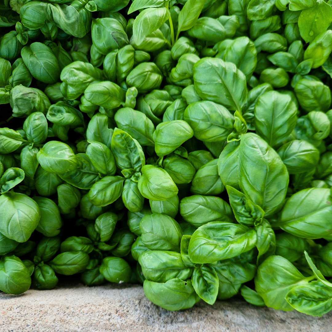 Basilika - Genovese - Kultursort