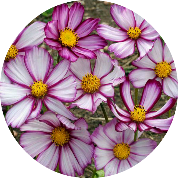 Rosenskära - Fizzy Rose Picotee