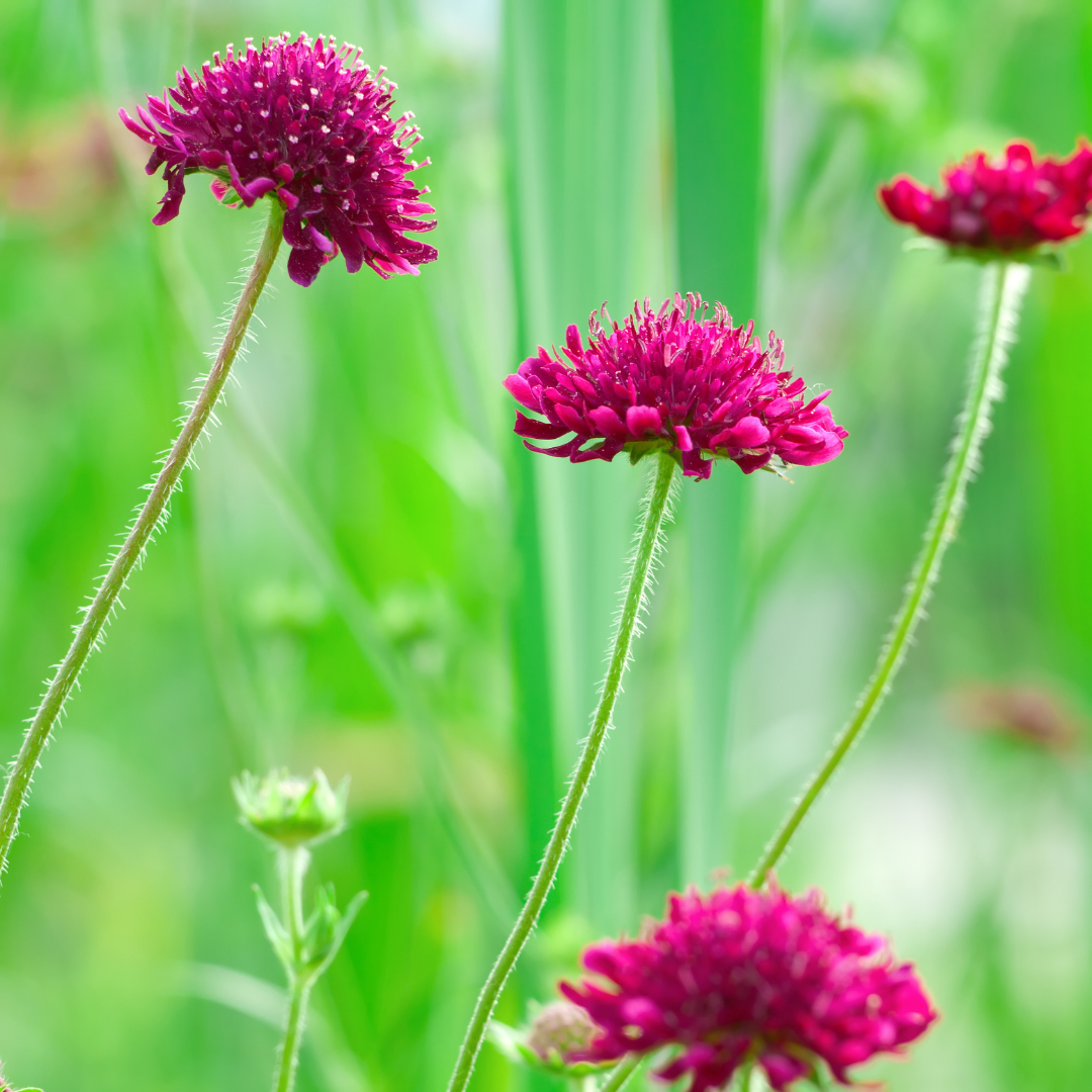 Praktvädd - Double Tall Red