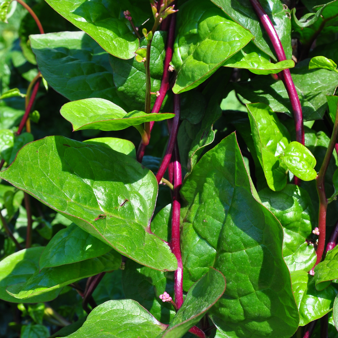 Malabarspenat - Red - 3