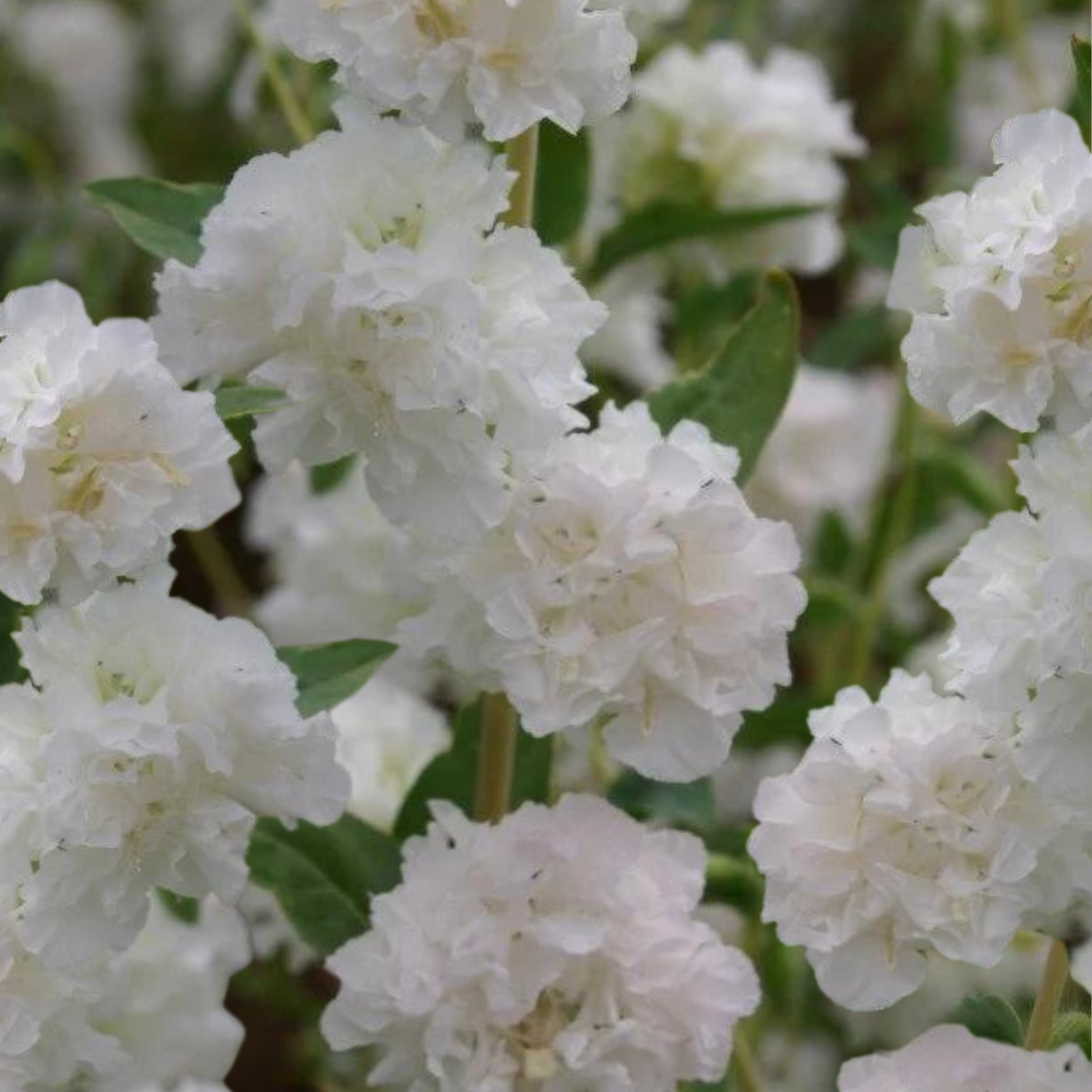 Clarkia - Albatross White