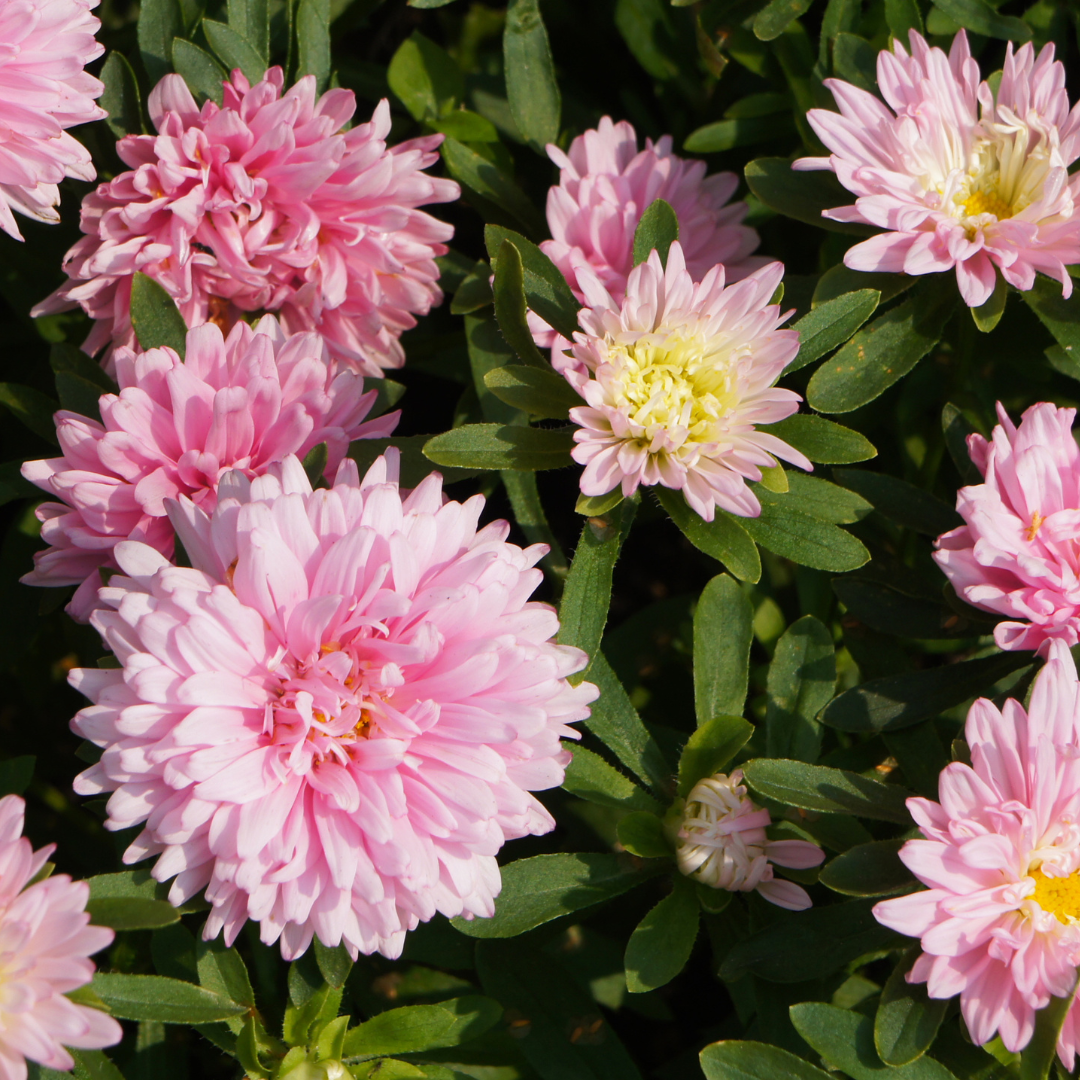 REA! Pionaster - Cream Rose-Pink