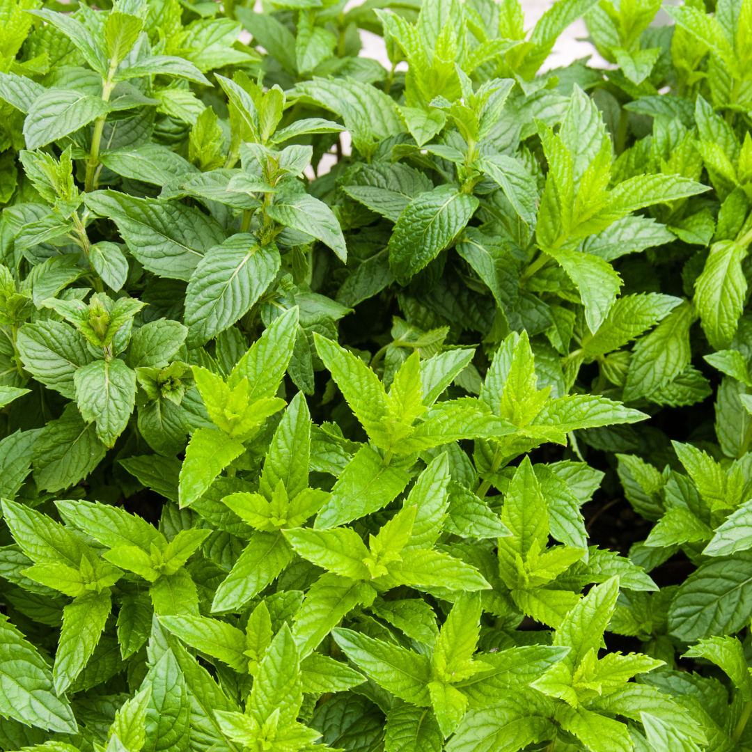 REA! Grönmynta - Spearmint - 3