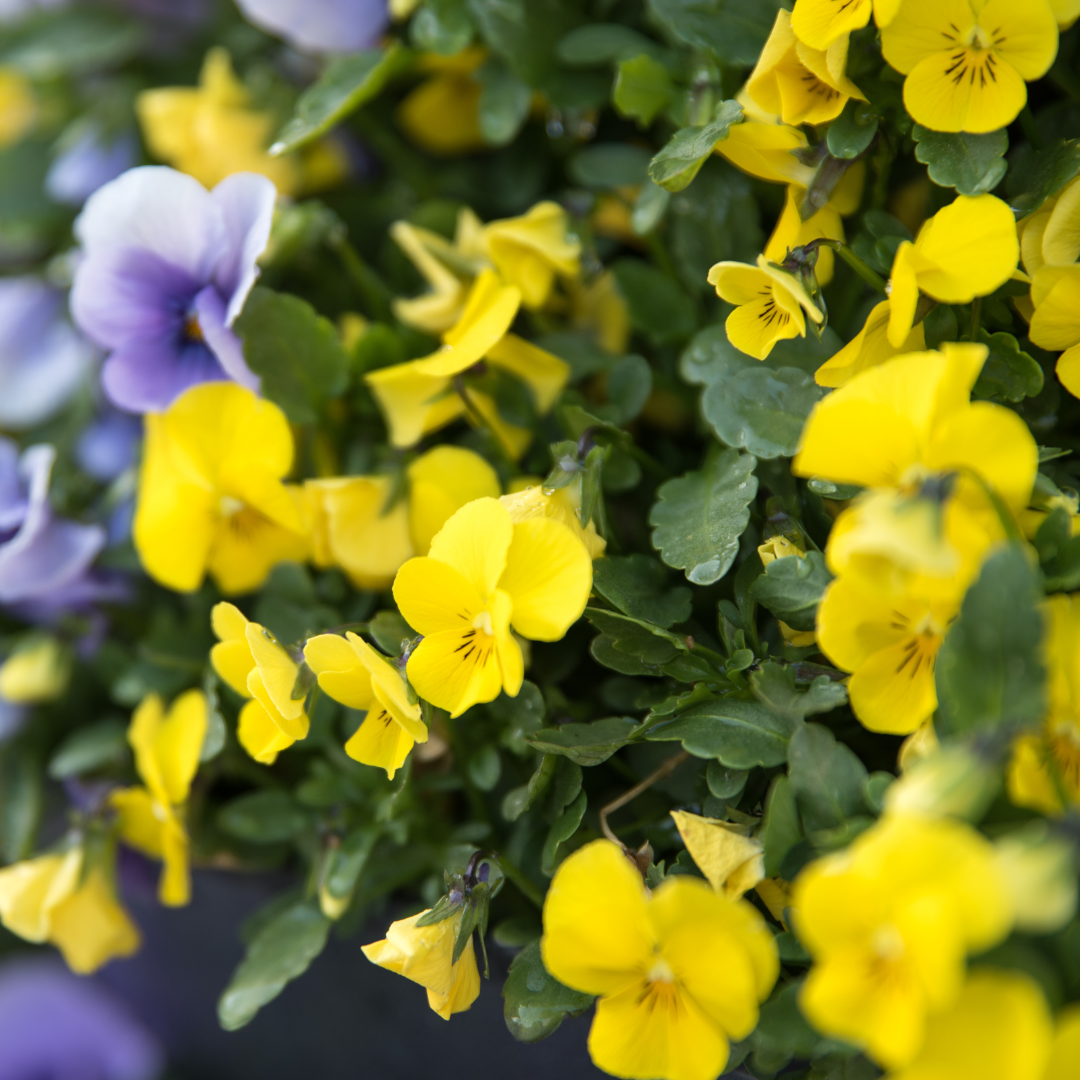 Bukettviol - Yellow Perfection