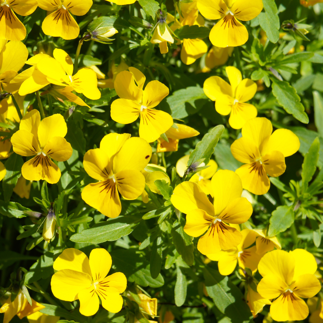 Bukettviol - Yellow Perfection - Hornviol
