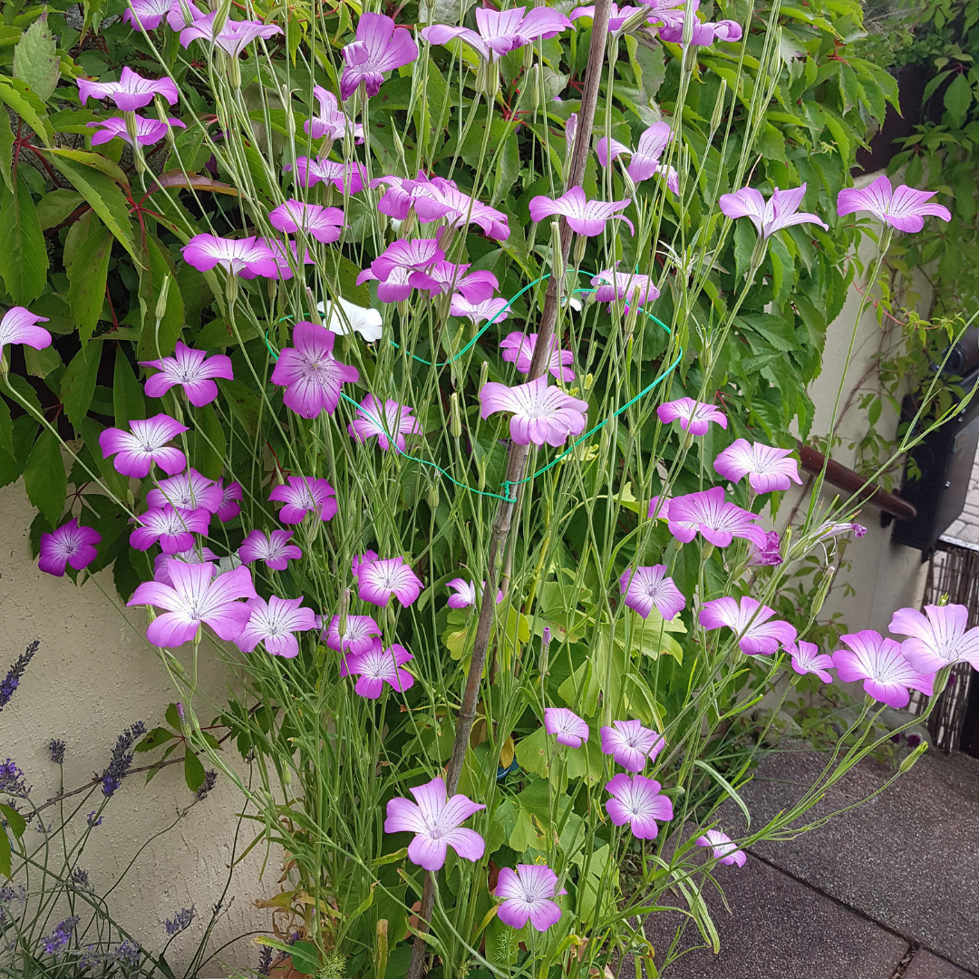 Klätt - Coeli-Rosa