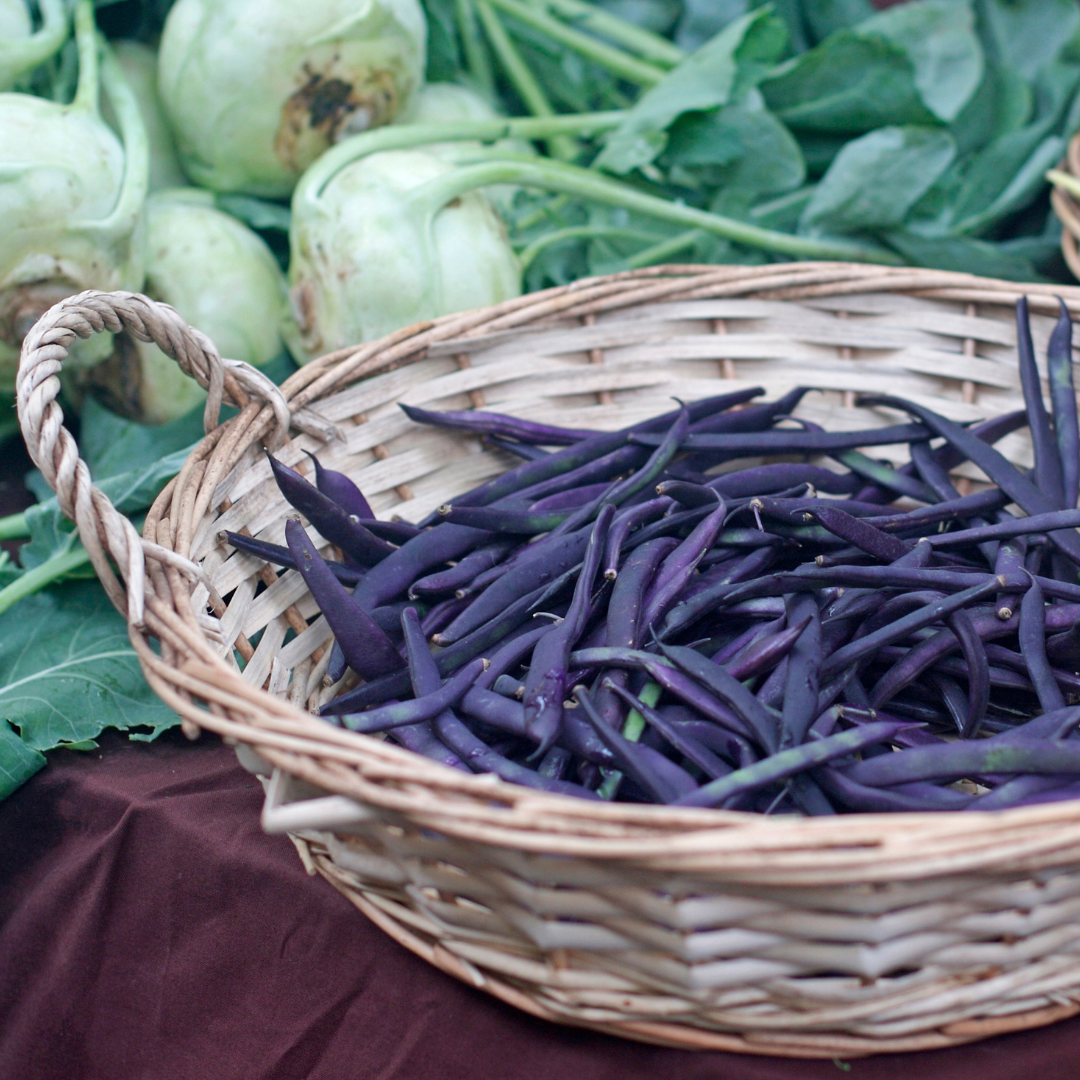 Böna - Purple Queen - Kultursort