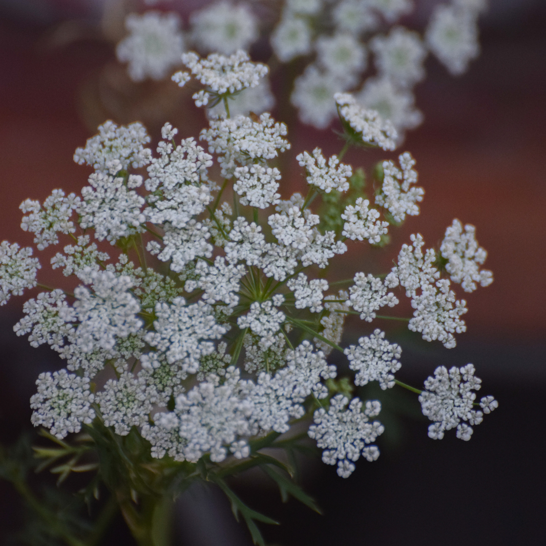 Slösilja - White Umbels - 2