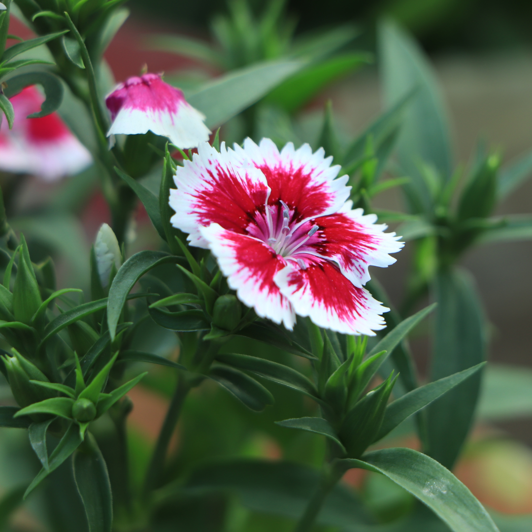 Borstnejlika - Holborn Glory