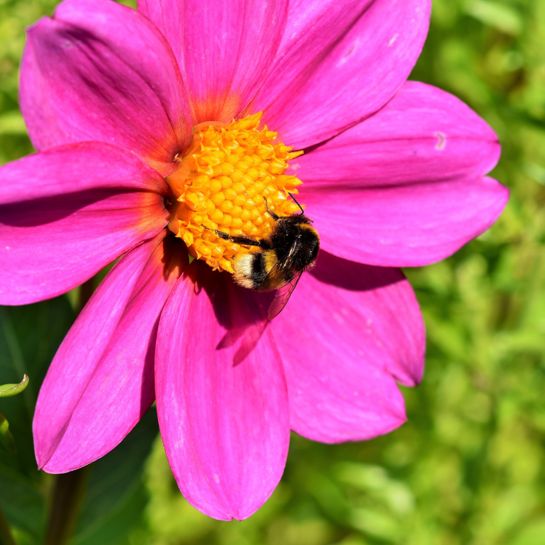 Dahlia - Mignon Rose Shades