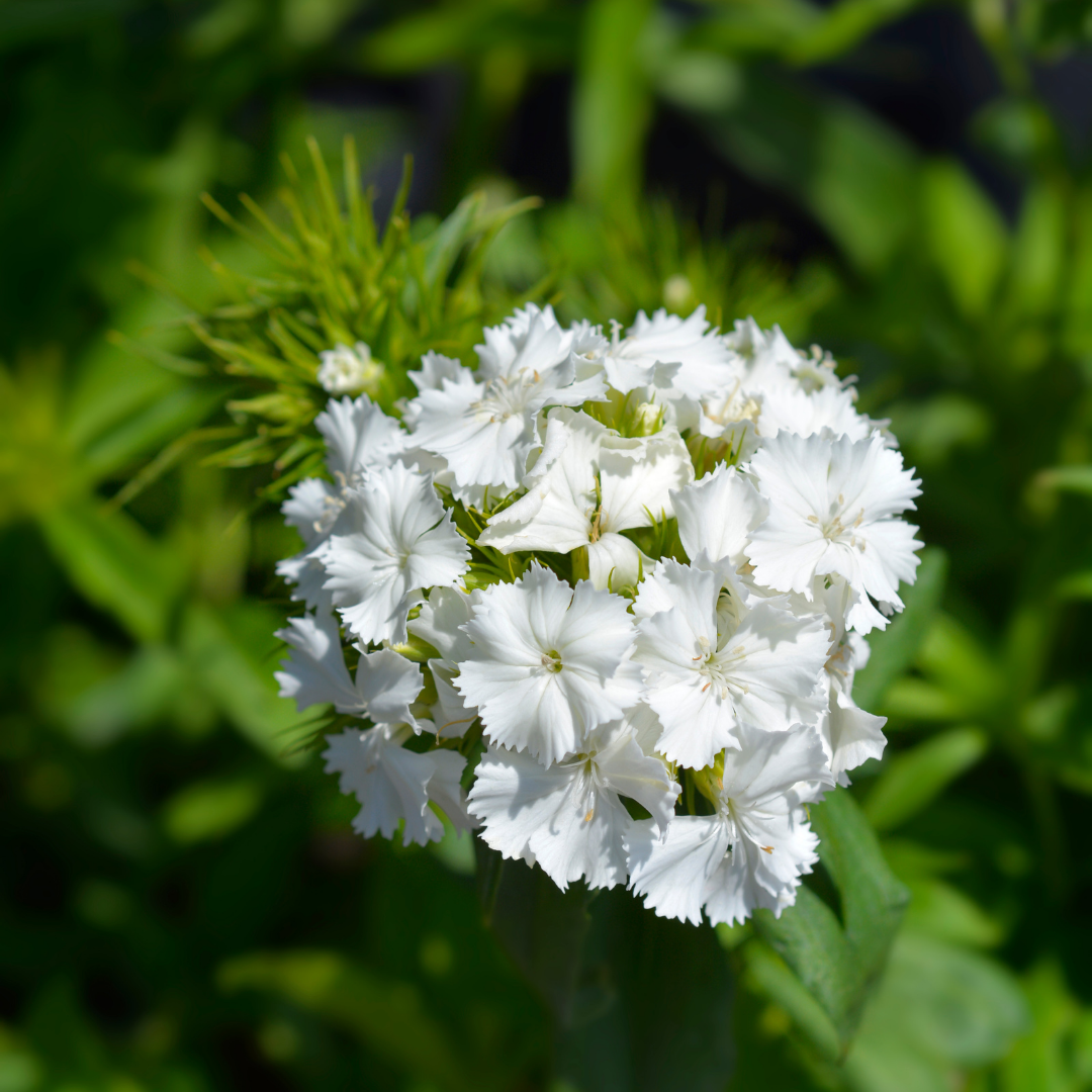 Borstnejlika - Albus