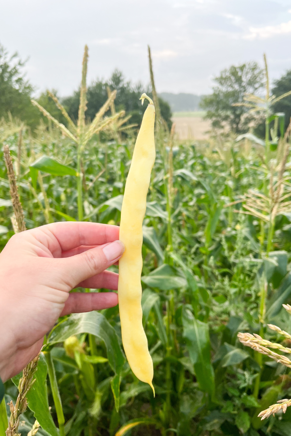 Störvaxböna - Goldmarie - Kulturarv