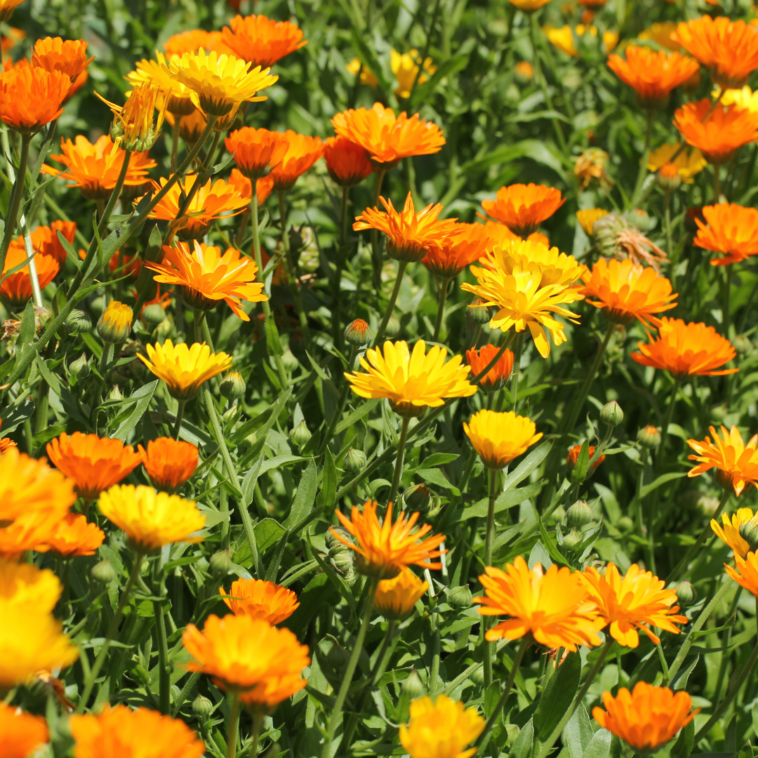 Ringblomma - Gem Formula Mix