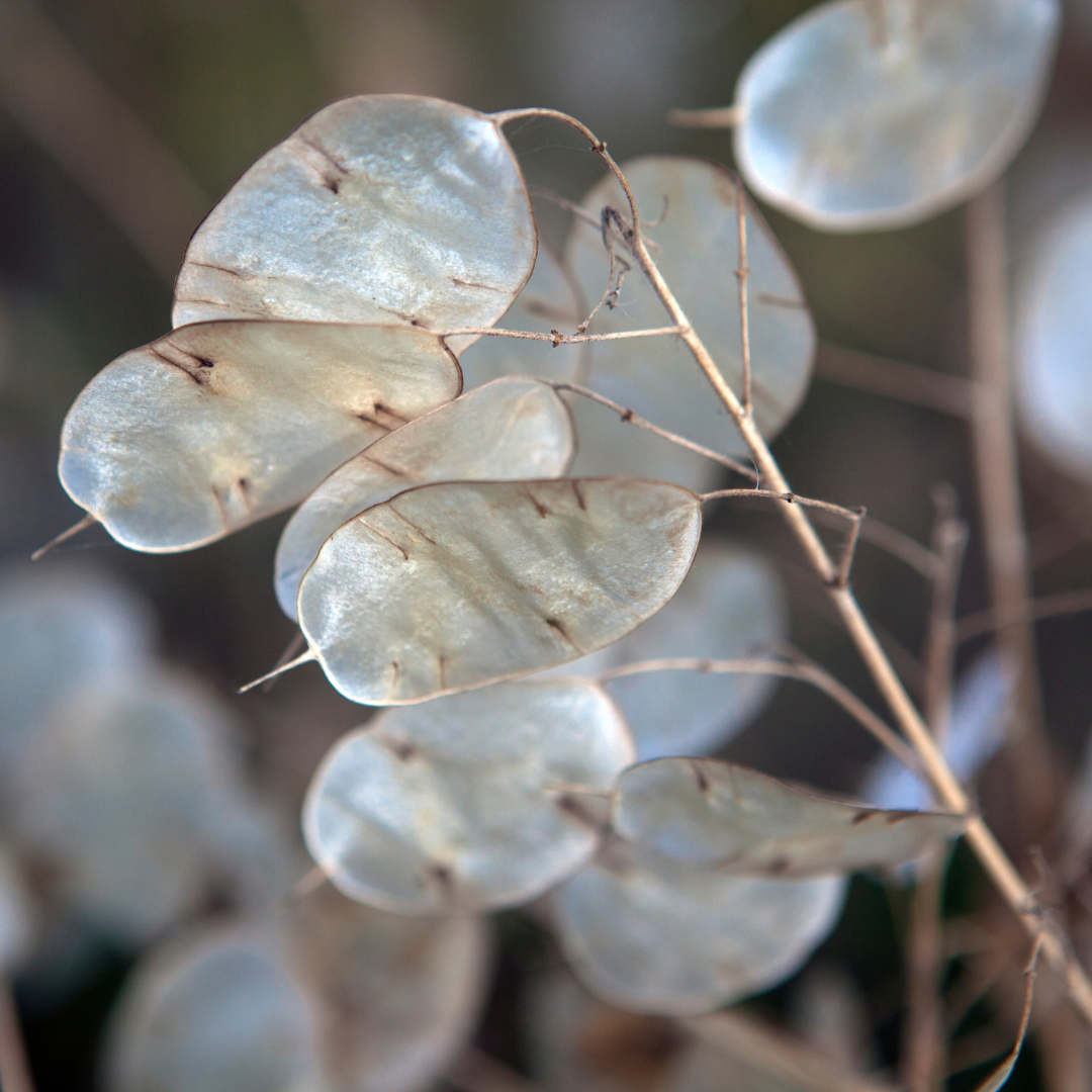 Judaspenningar - White