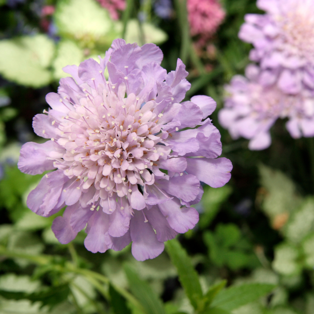 Praktvädd - Lavendelblå