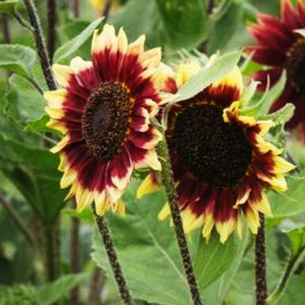 Solros - Floren - 3