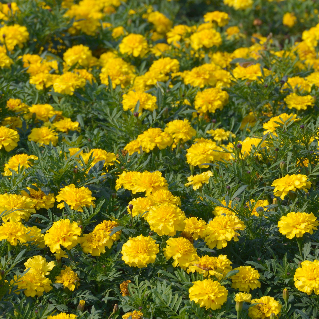 Sammetstagetes - Lemon Drop