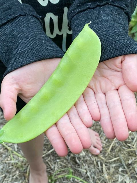 Sockerärt - Lokförare Bergfälts Jätteärt - Kulturarv