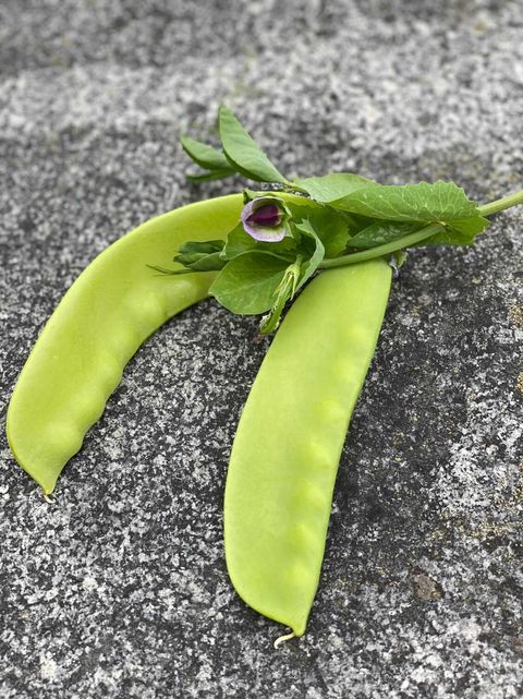 Sockerärt - Lokförare Bergfälts Jätteärt - Kulturarv - 9