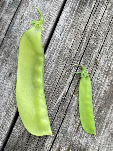 Sockerärt - Lokförare Bergfälts Jätteärt - Kulturarv