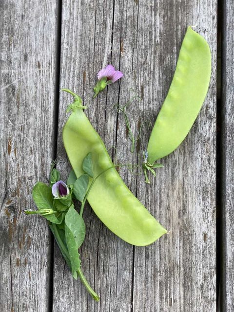 Sockerärt - Lokförare Bergfälts Jätteärt - Kulturarv - 8
