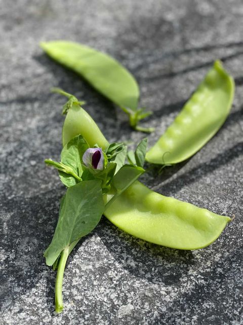 Sockerärt - Lokförare Bergfälts Jätteärt - Kulturarv - 7