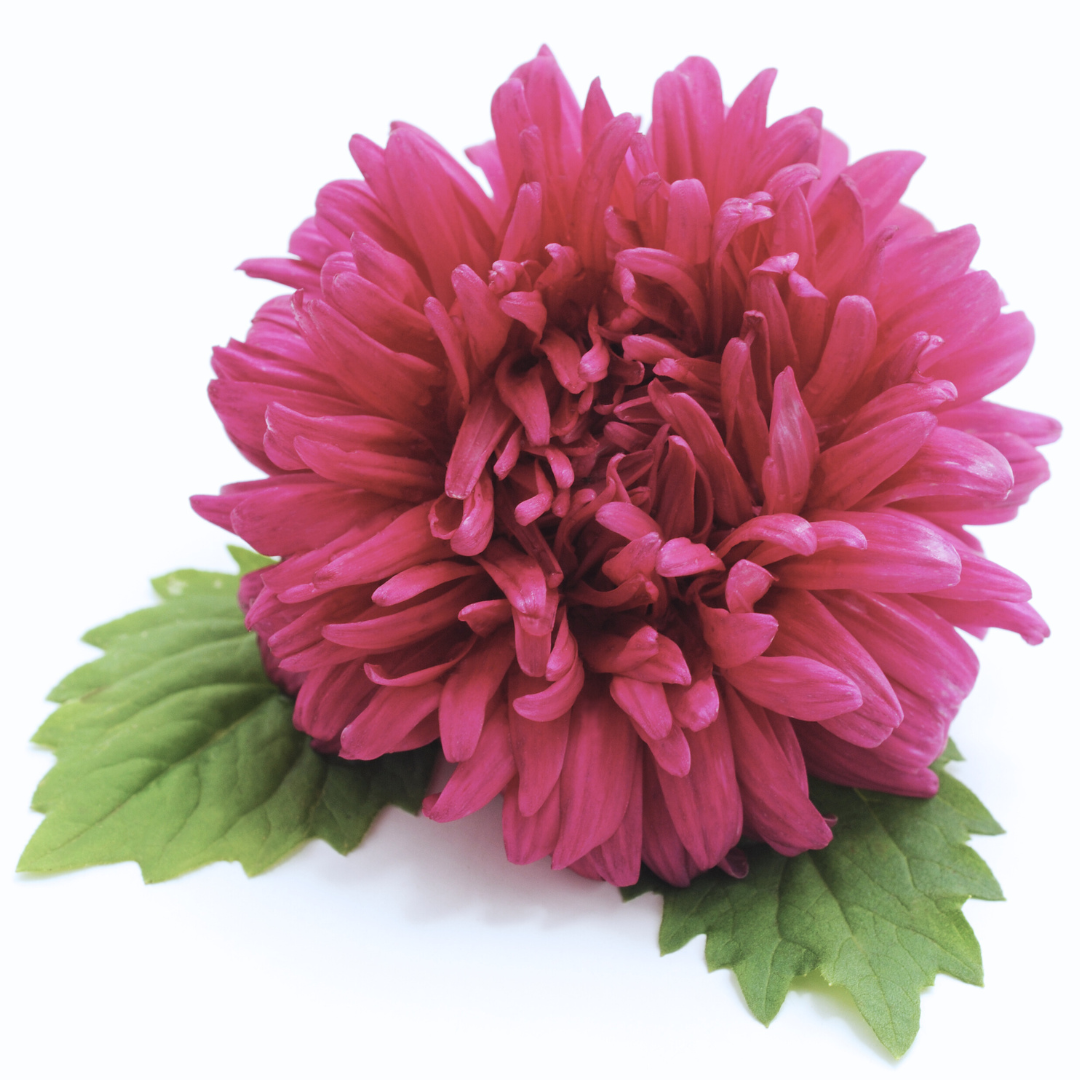 Sommaraster - Colour Carpet Pink - Kultursort