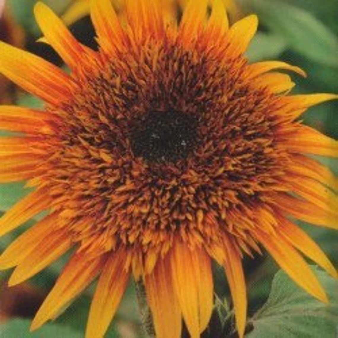 Solros - Astra Yellow Brown