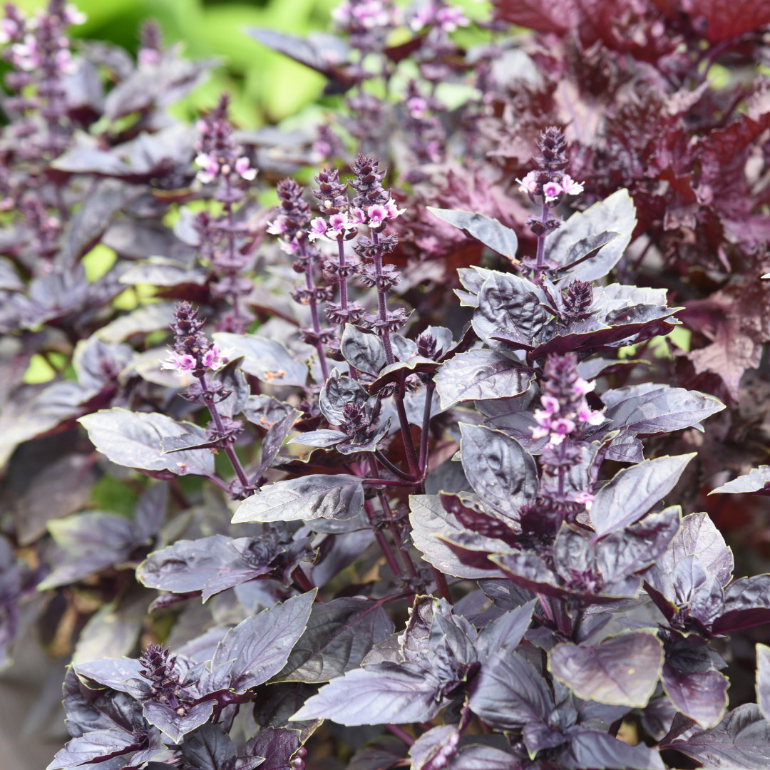 Purpurbasilika - Dark Opal