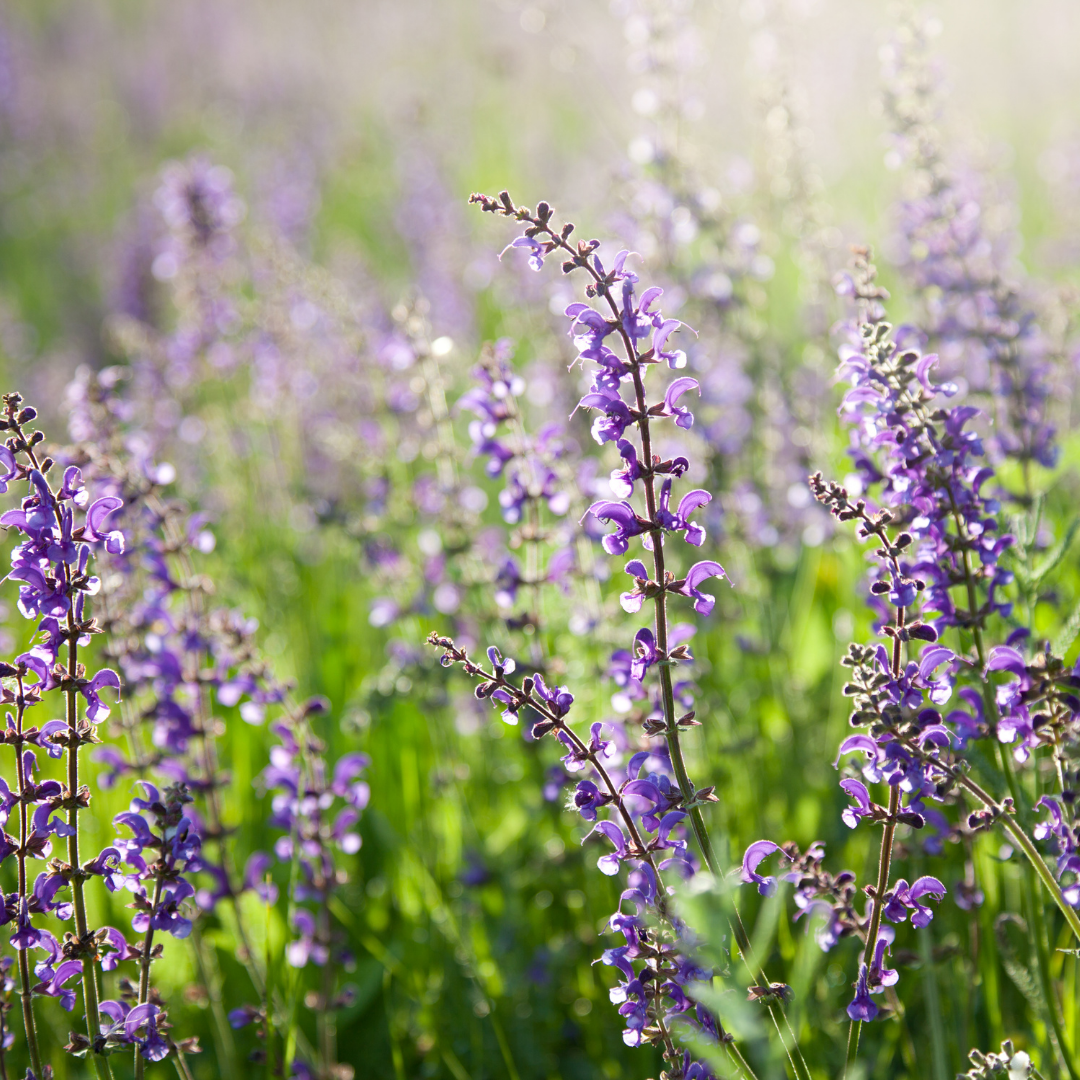 Ängssalvia - Blue