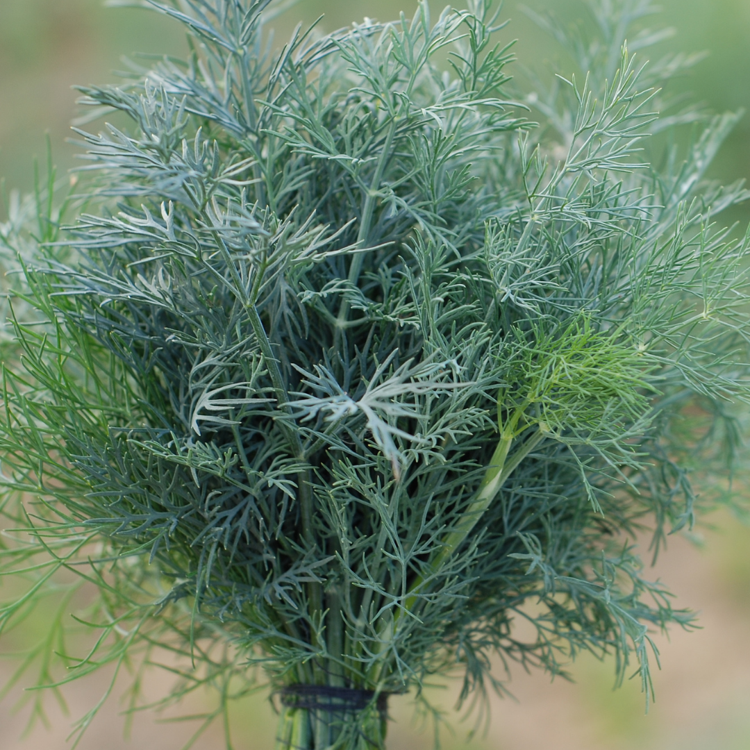 Dill - Dukat