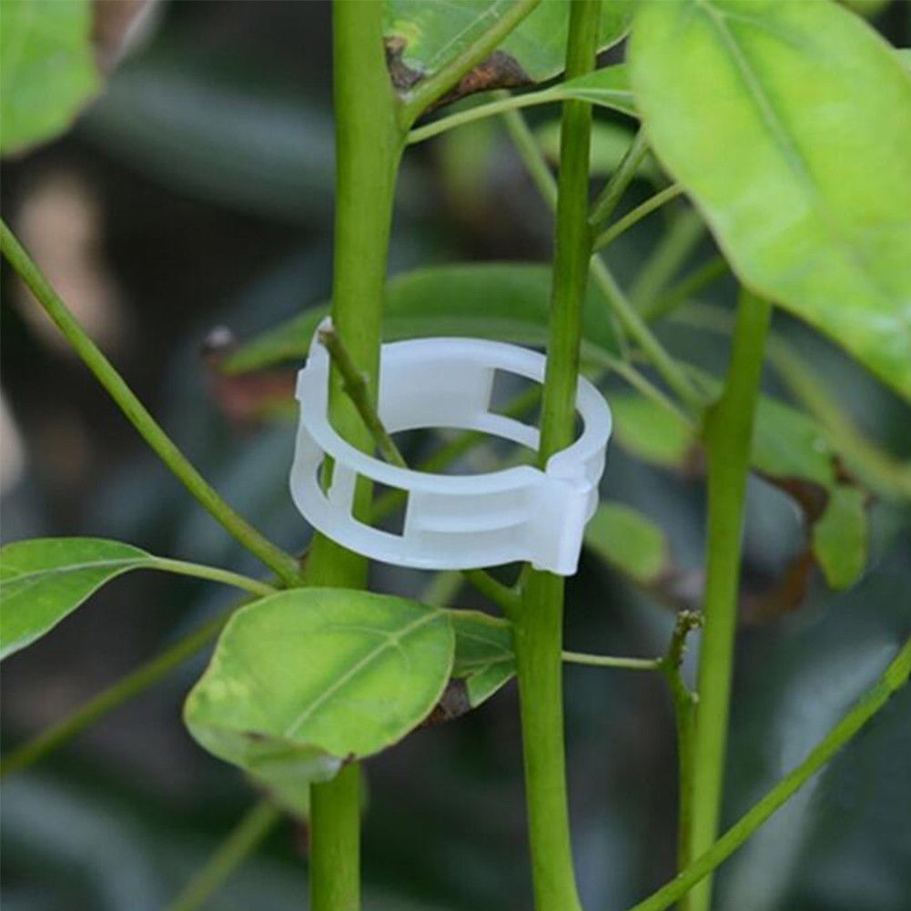 Uppbindare för plantor - Tomatclips - 50 st