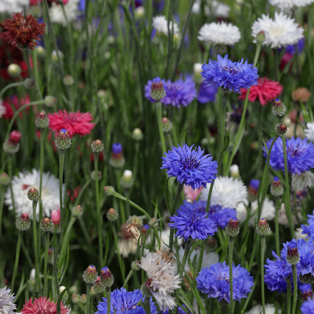 Blåklint - Polka Dot Mix