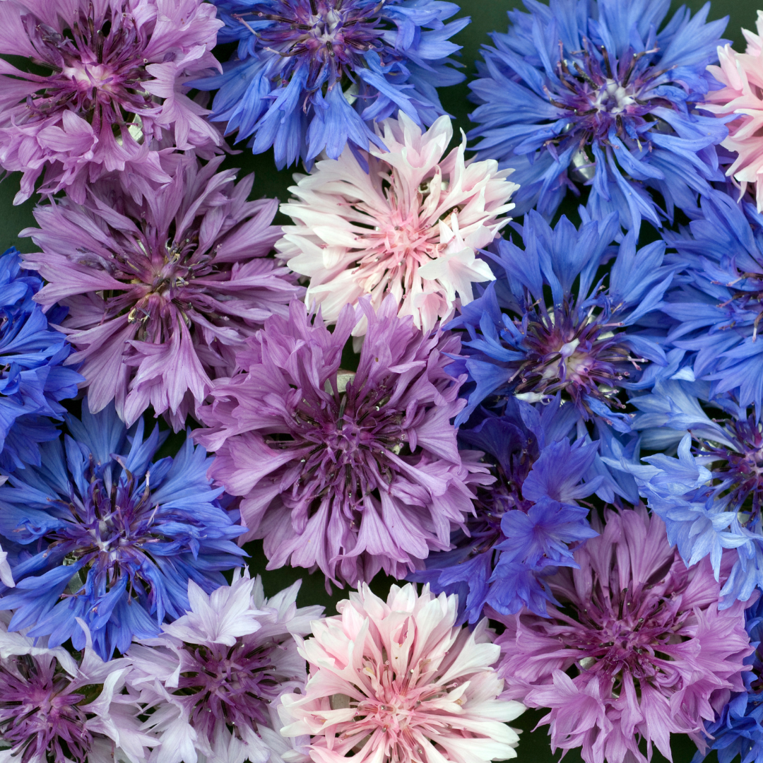 Blåklint - Tom Pouce Mix