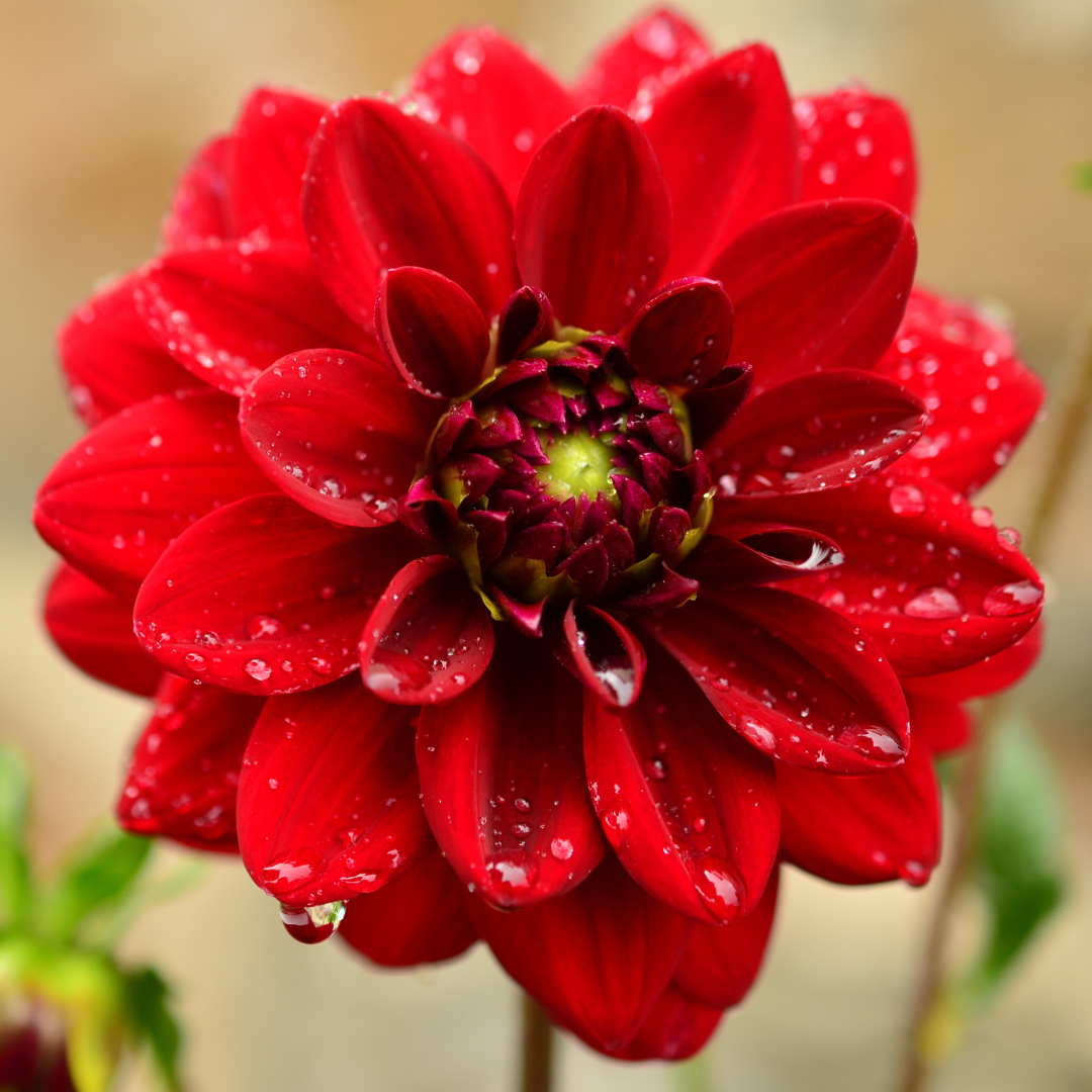 Dvärgdahlia - Opera Red