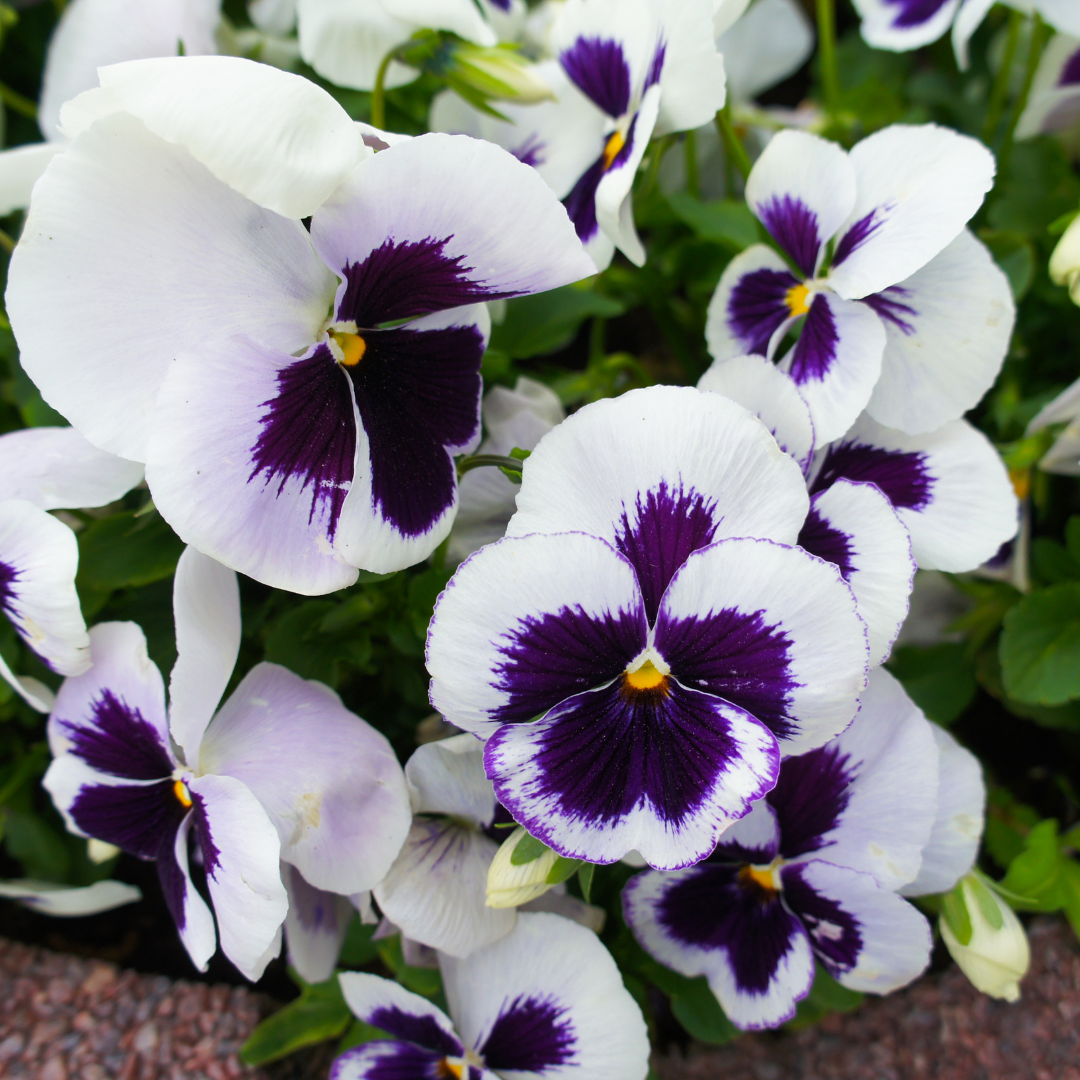 Pensé - Swiss Giants Silverbride