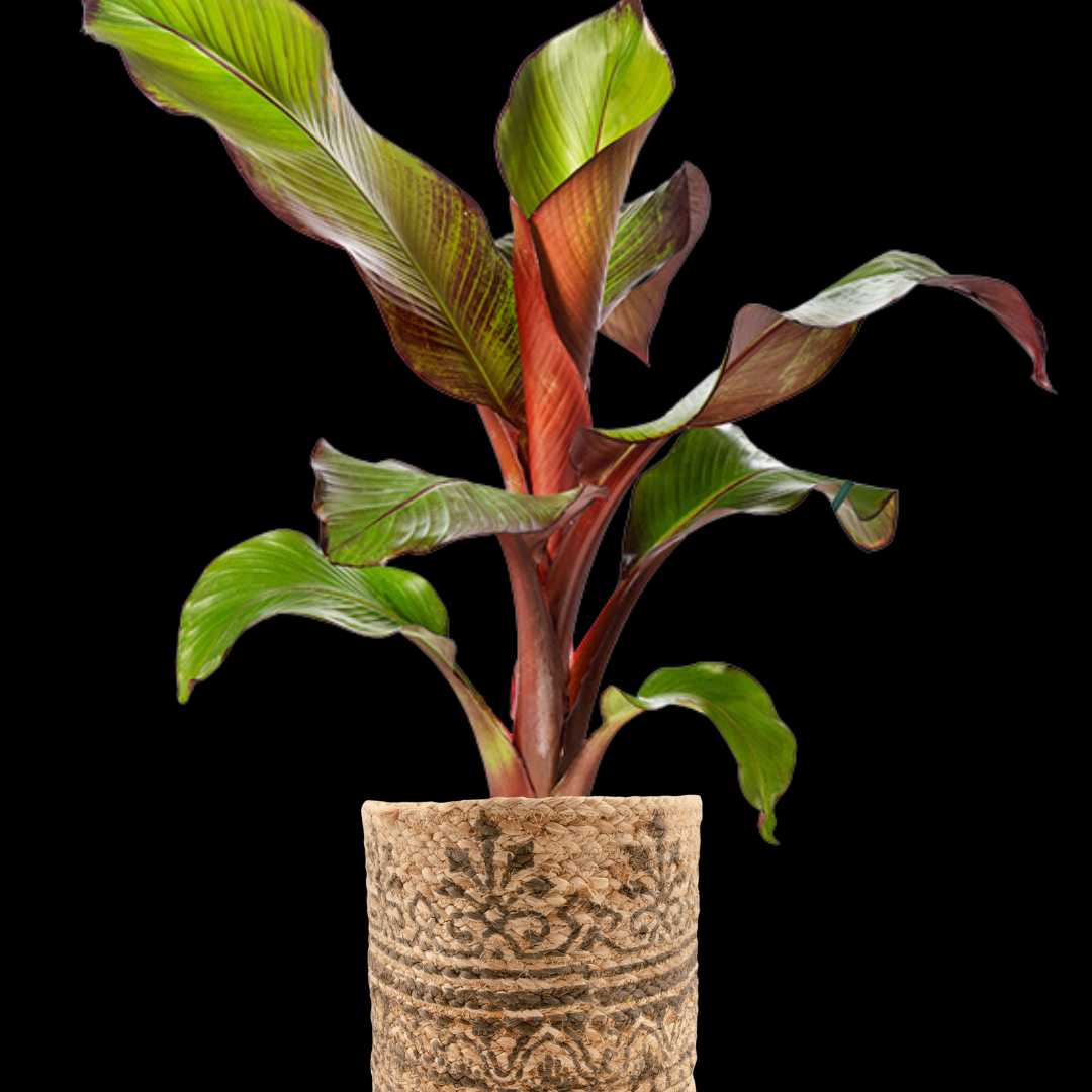 Etiopsik Banan - Musa - Bananträd