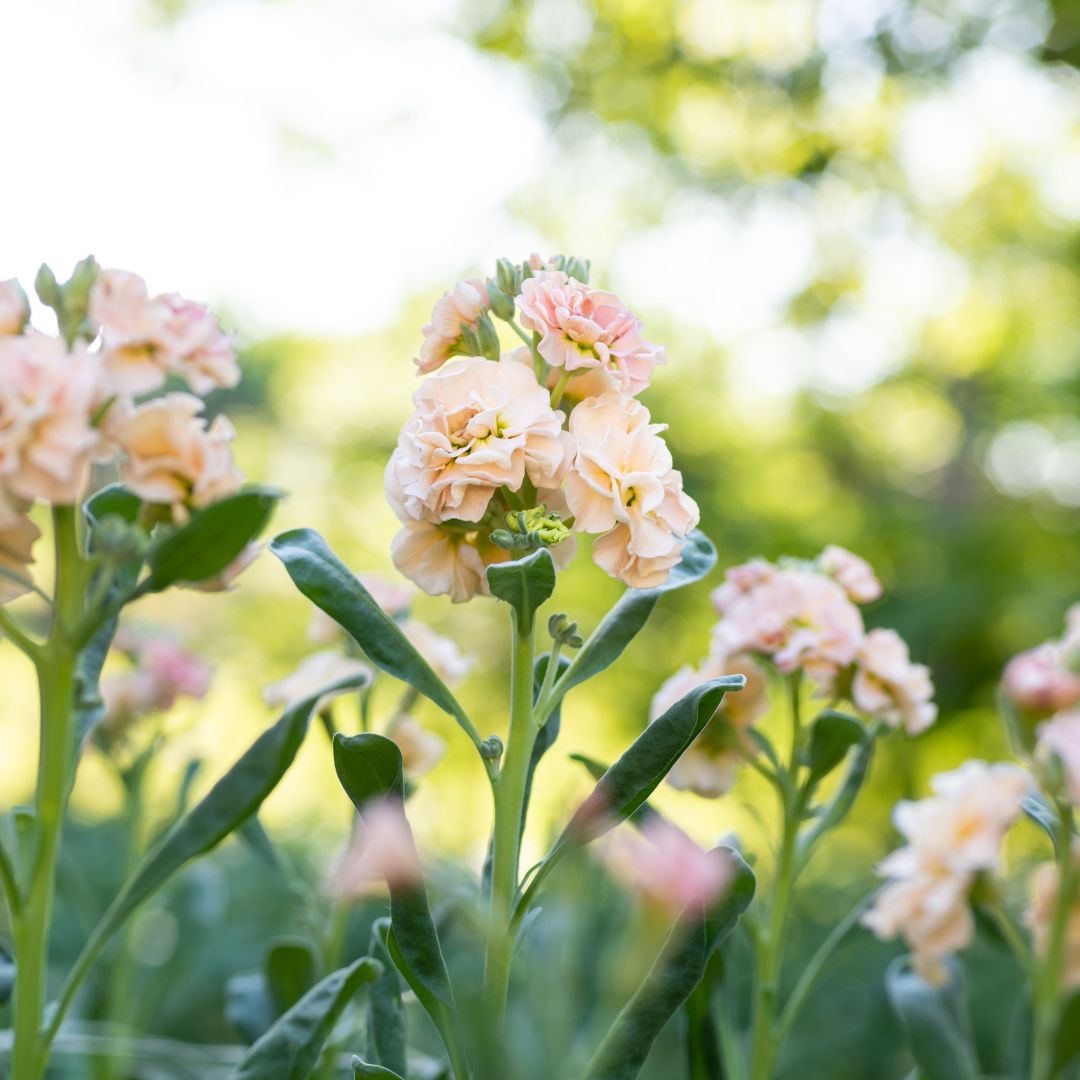 Sommarlövkoja - Dwarf Salmon