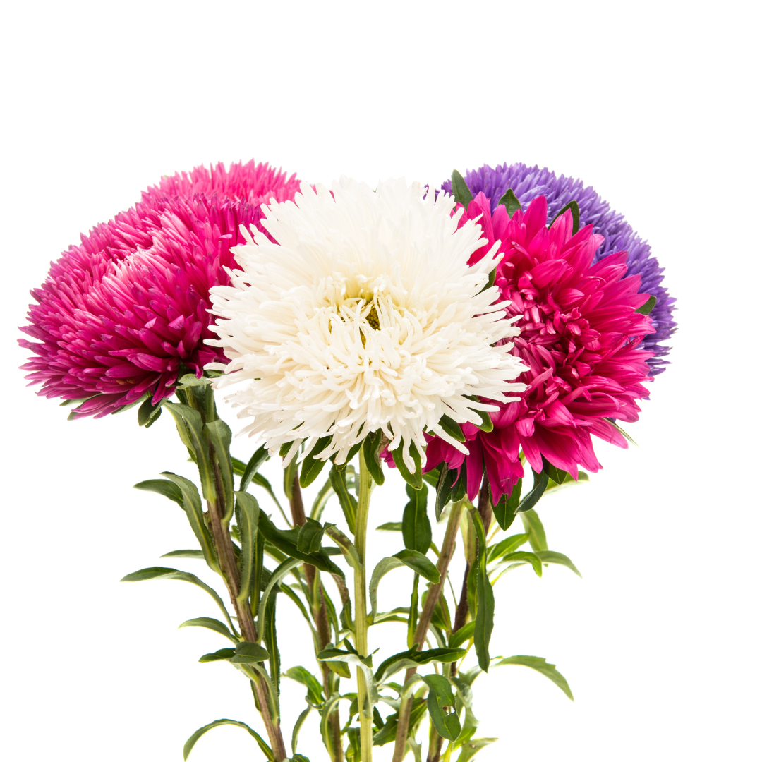 Sommaraster - Ostrich Feather Mix