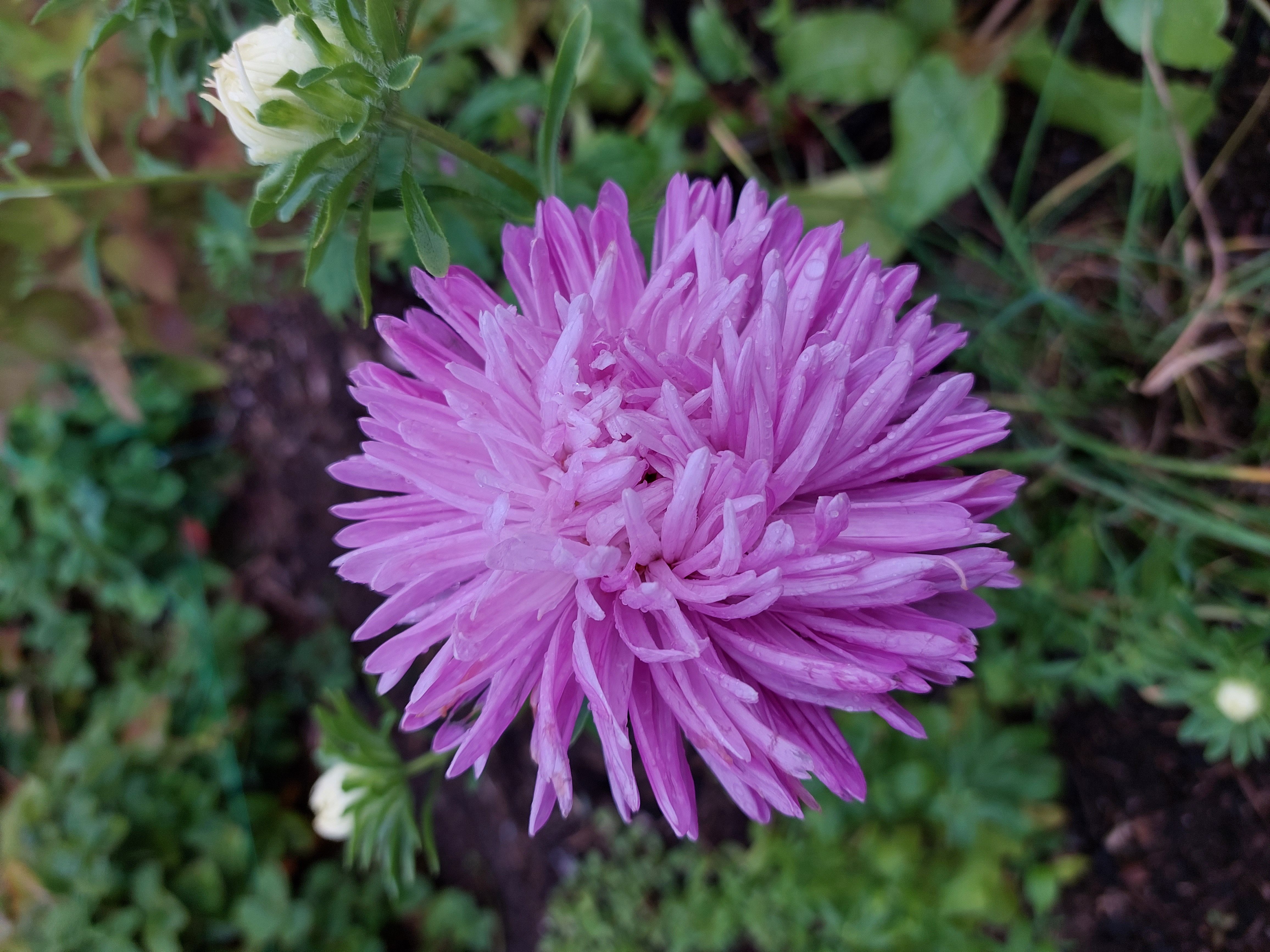 Sommaraster - Ostrich Feather Mix - 4