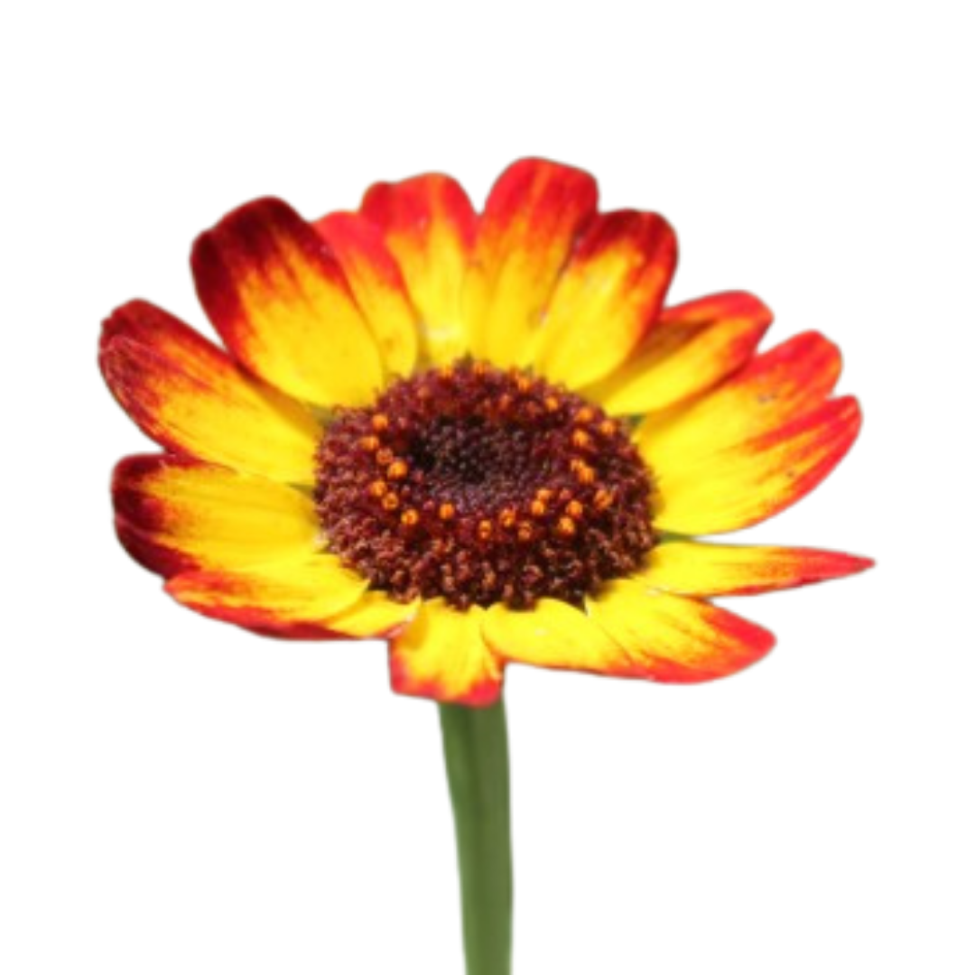 Brokkrage - German Flag