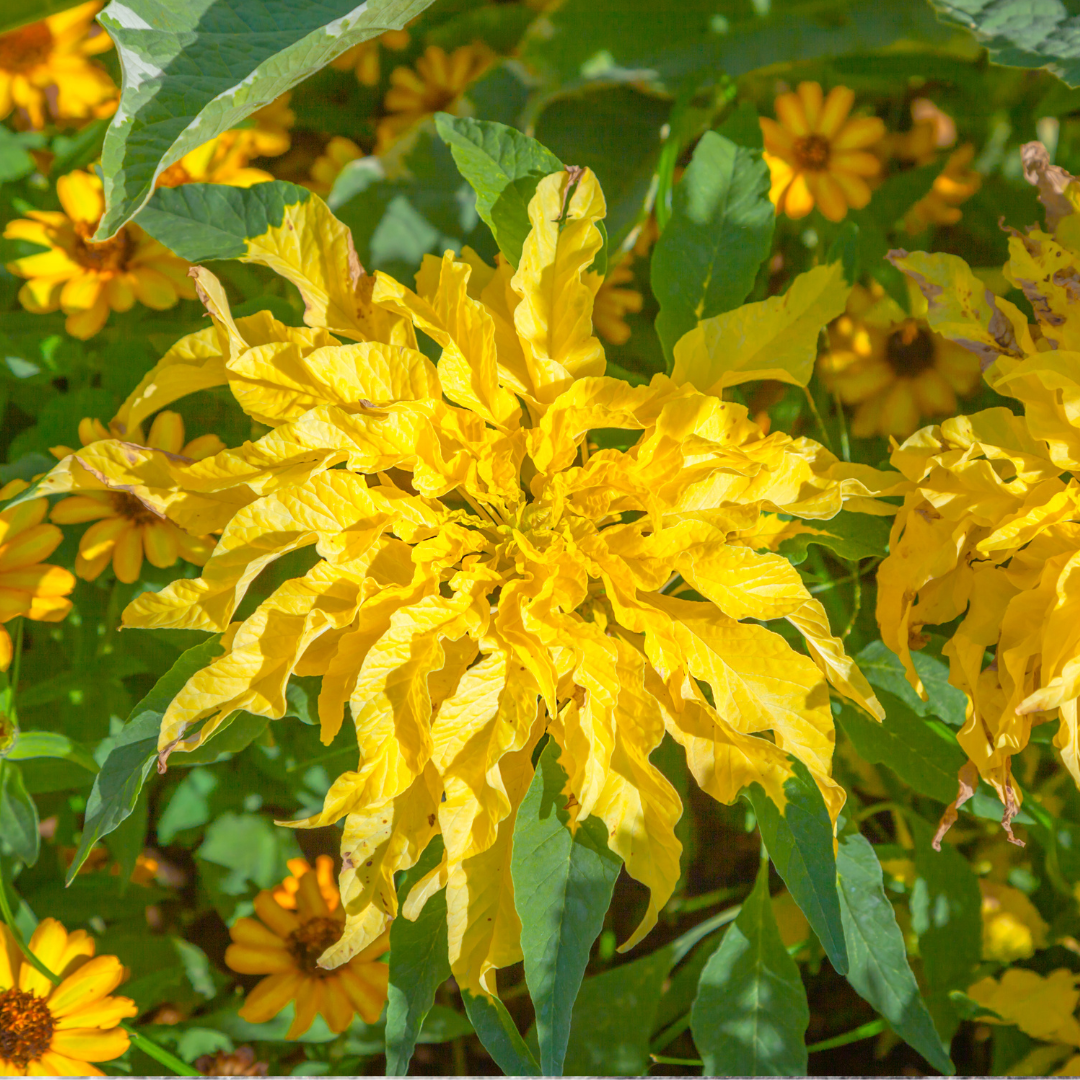 Papegojamarant - Aurora