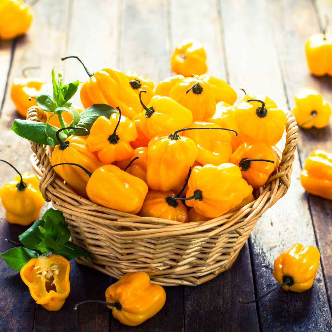 Havannapeppar - Habanero Yellow