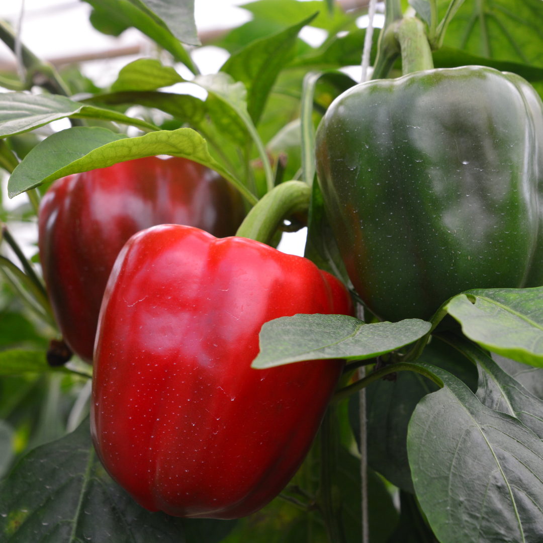 Ekologisk Paprika - California Wonder - Kultursort