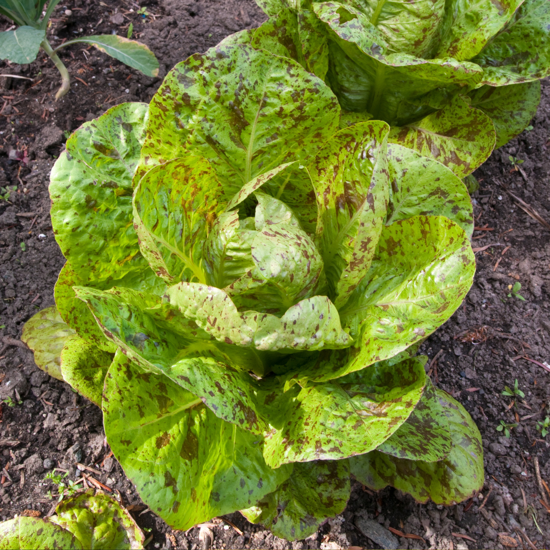 Ekologisk Romansallat - Forellenschluss