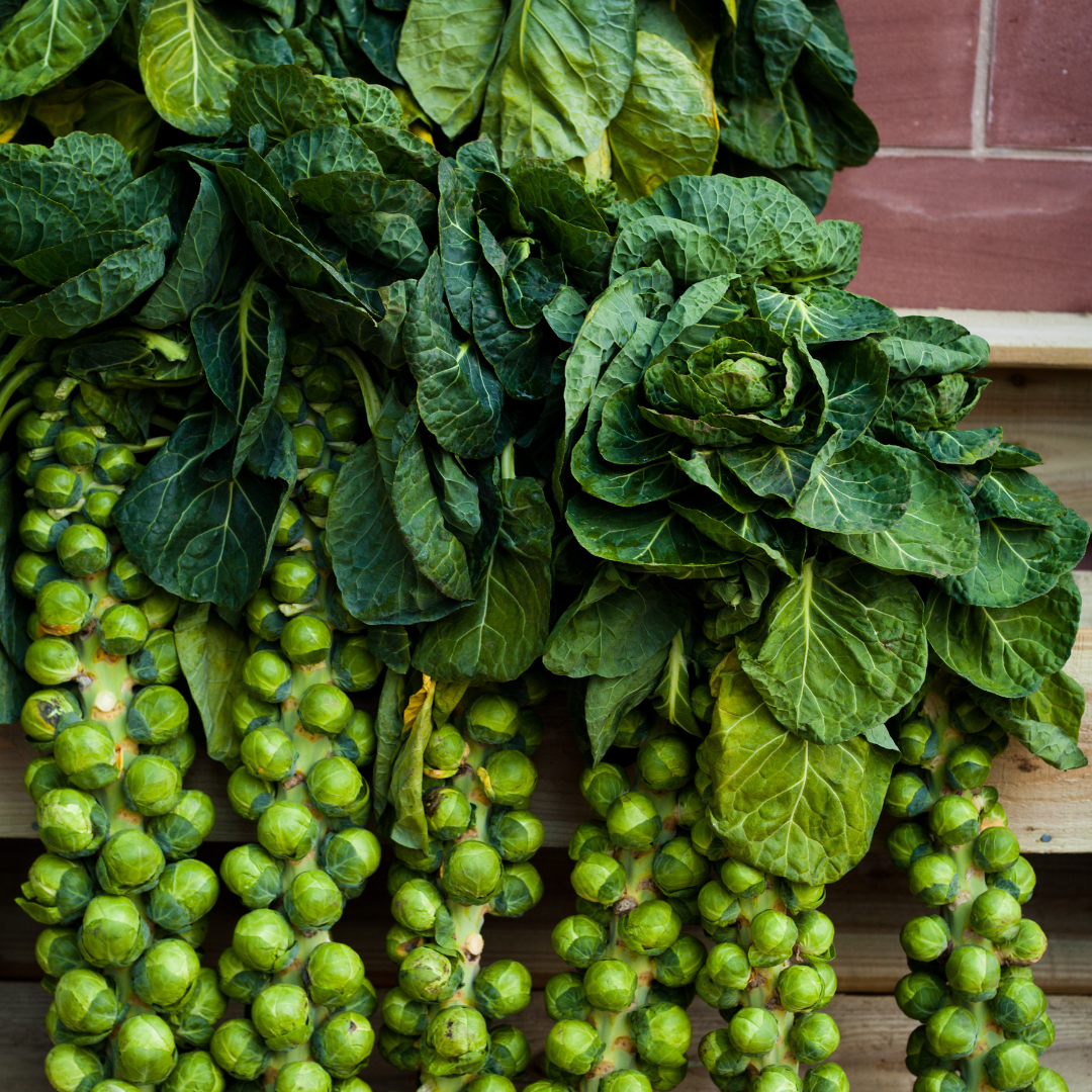 Brysselkål - Long Island - Kultursort