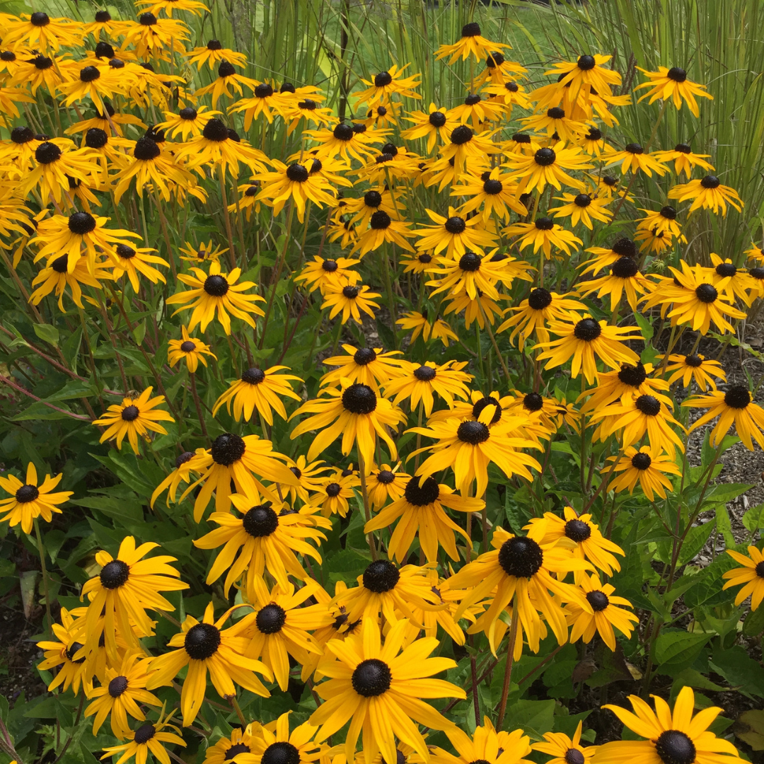Rudbeckia - My Joy