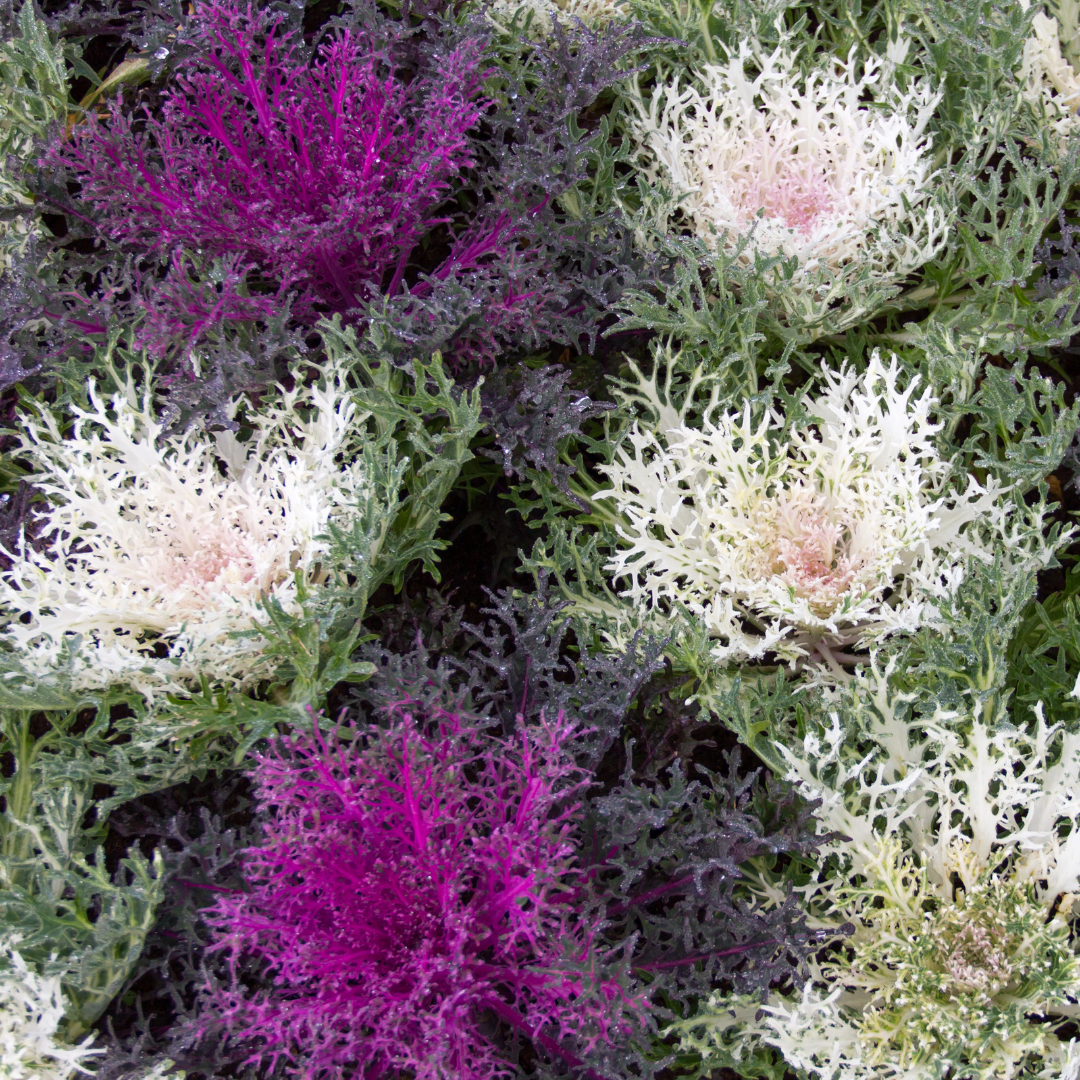 Prydnadskål - Fringed Leaves