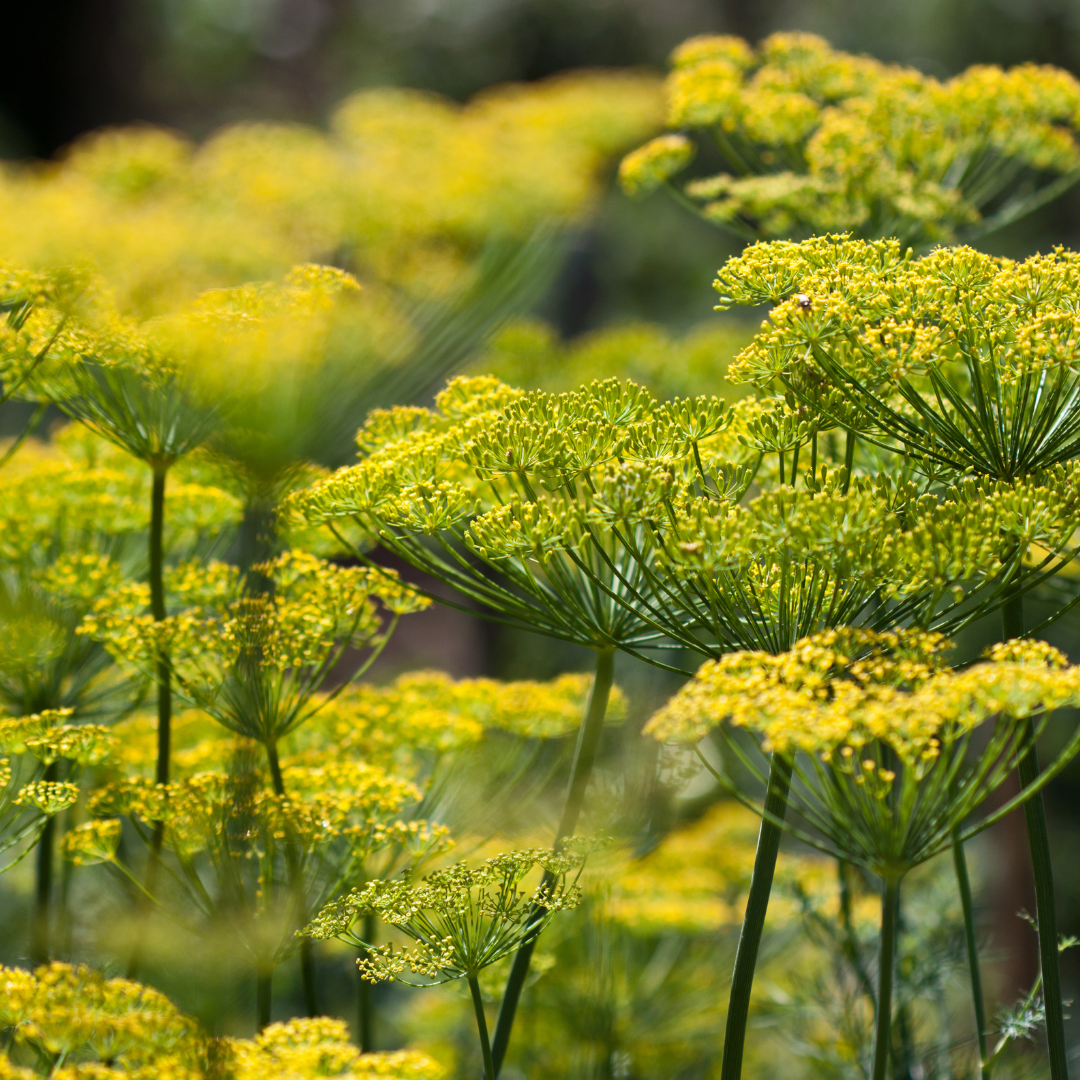 Ekologisk Dill - Bouquet